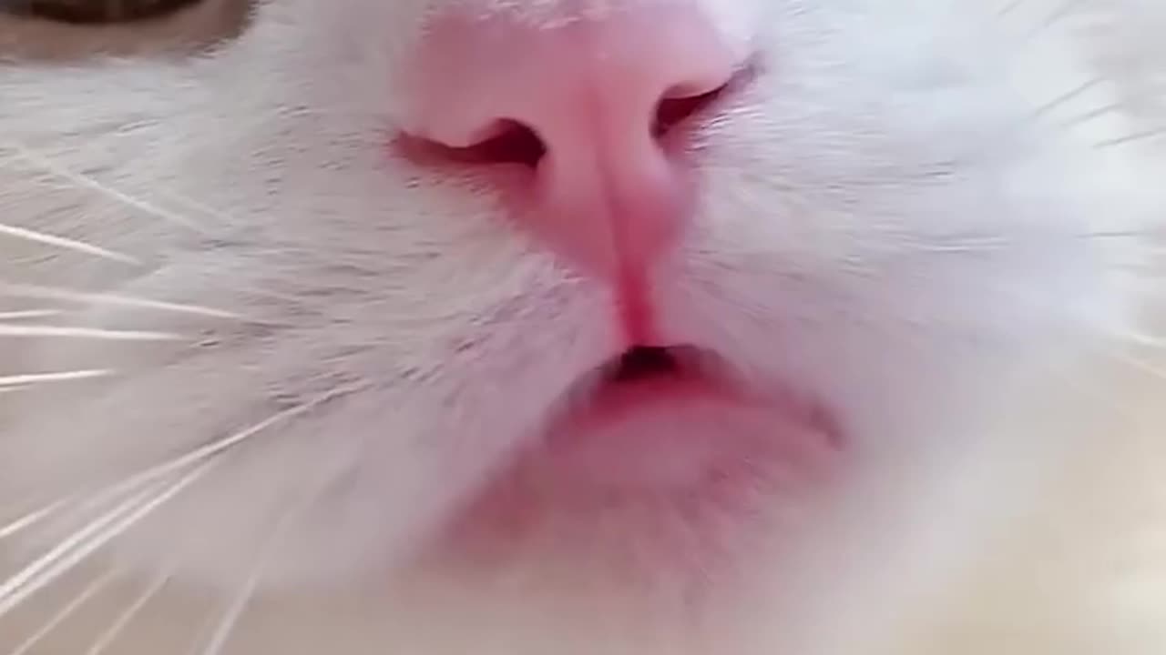 Meow in short cat