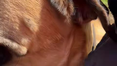 #dogs #dogslife