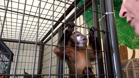 Dale still trying to figure out the capuchin code