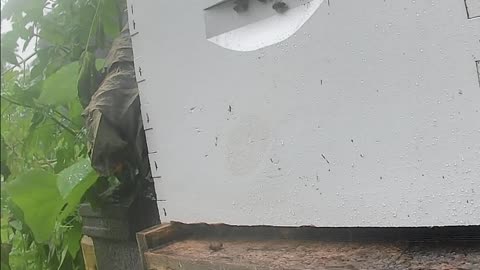 Saturday Noon - Bees in HEAVY Rain