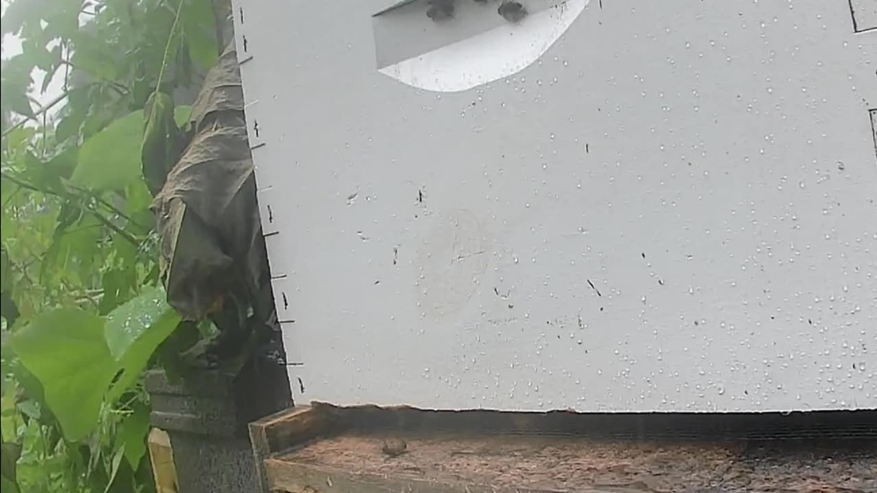 Saturday Noon - Bees in HEAVY Rain