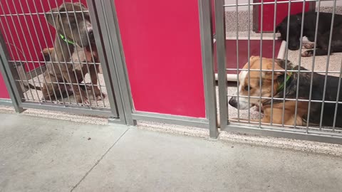 Cuteness 1y A833931 Enos 8y A873195 kennel 65 pod 3 PACC shelter _20250615_575