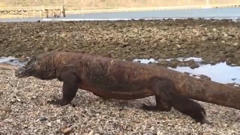 Dangerous Komodo