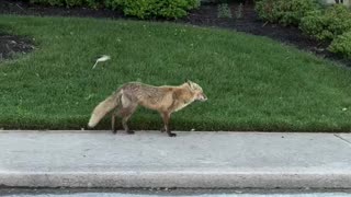 The most interesting video. The foxes in ocean city have seen things and are unbothered.