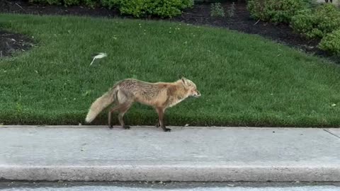 The most interesting video. The foxes in ocean city have seen things and are unbothered.