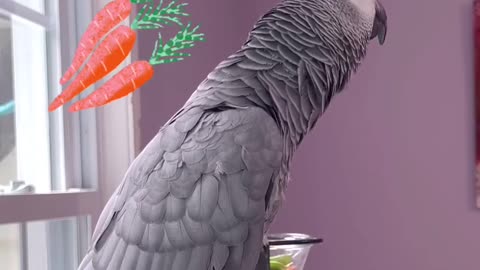parrot says yummy yummy cutest thing ever! 😂