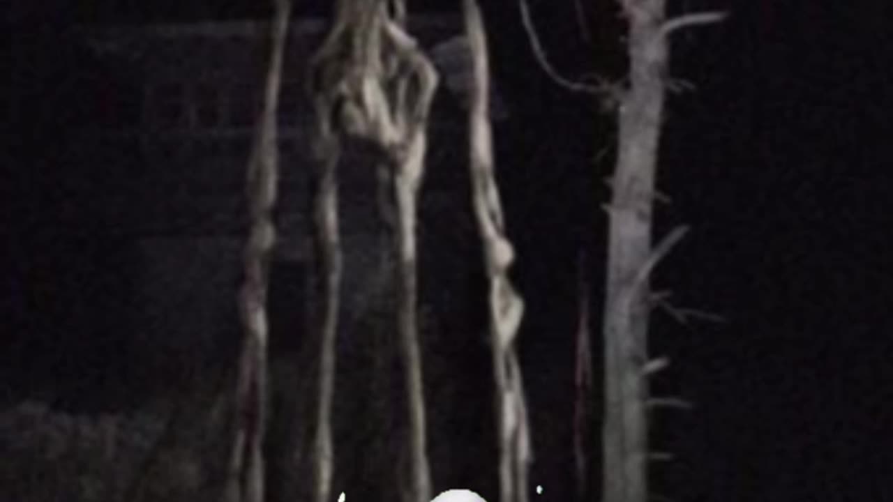 A real alien caught on camera #shortvideo