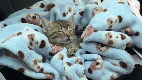 Tiny Kitten Sleeps In Car's Storage Compartment