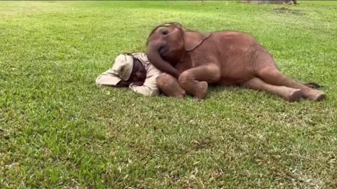 Baby elephant and her keeper enjoying a midday nap