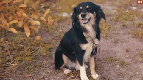 14 signs your dog doesn't like you