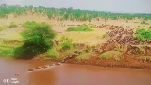 Wildebeest Migration CHAOS! 🐃 Crocs, Dust & Survival — All Caught on Camera!