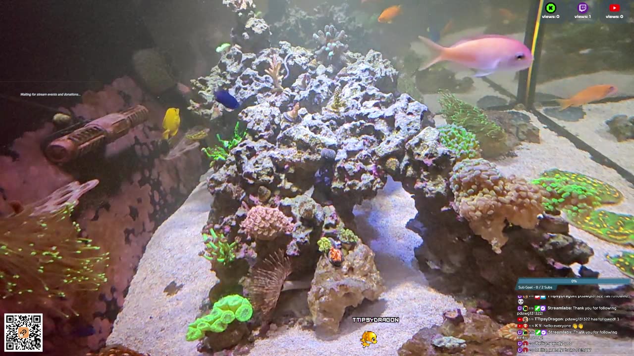 24/7 Real Live Reef Stream