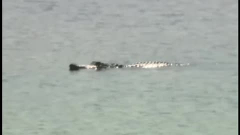 Missing New Orleans Boy Found with Alligator Friends