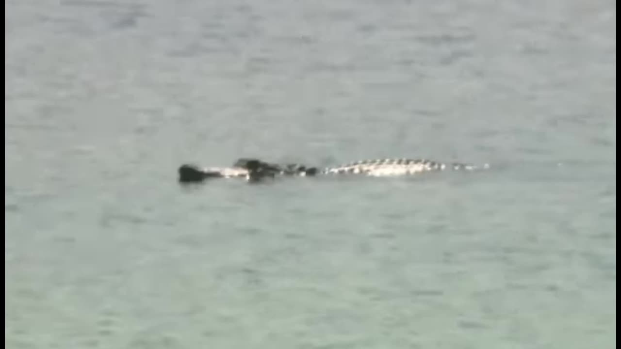 Missing New Orleans Boy Found with Alligator Friends