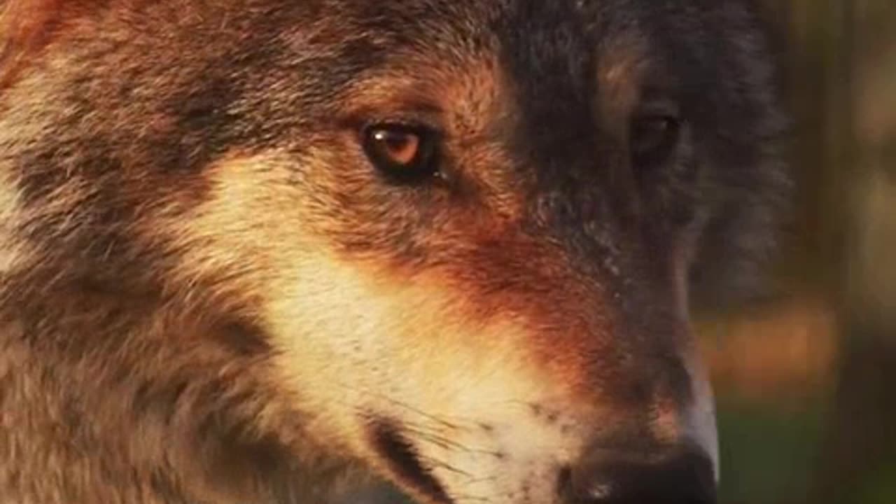 A ERA DOS BICHOS COMPLETO 3mp4