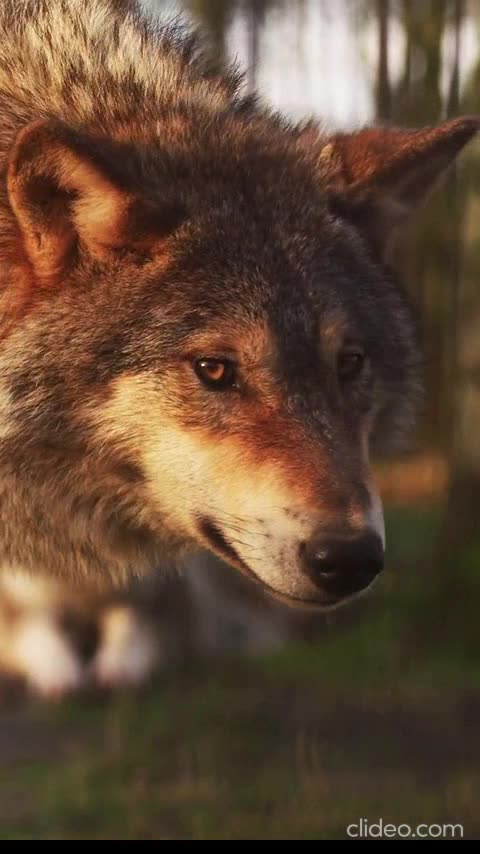 A ERA DOS BICHOS COMPLETO 3mp4