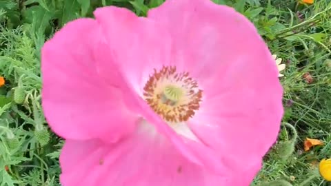 Pink poppy