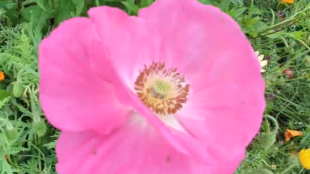 Pink poppy
