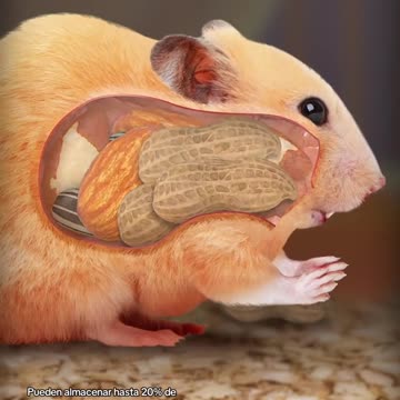 ¡Todo esto pueden almacenar los Hámsters en sus mejillas! 🐹🥜