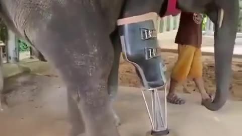Humanitarian