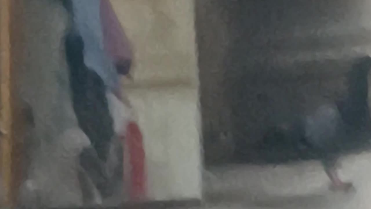 Pigeon walked thru the mirror