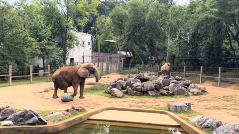 Elephant Walking