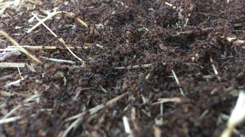 ants part 2
