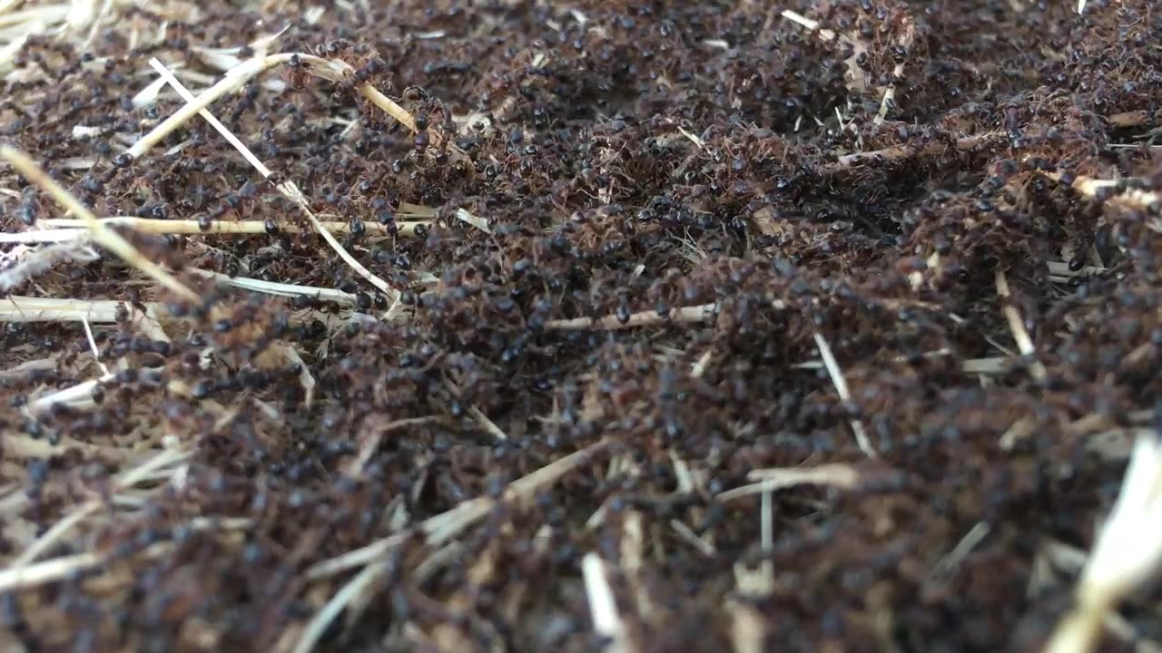 ants part 2