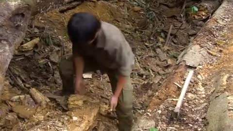 Alone Build a Complete unique Shelter Under a Giant Oak Tree