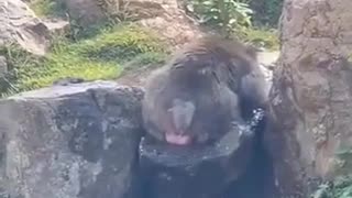 😂🍌 Monkey Flavored Water is a Game Changer! | FunFM