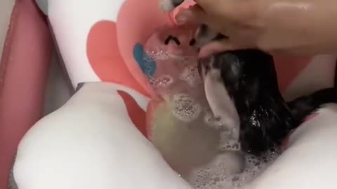 Bathing a kitten