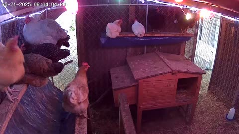 Wednesday Night Perch Up Cam1