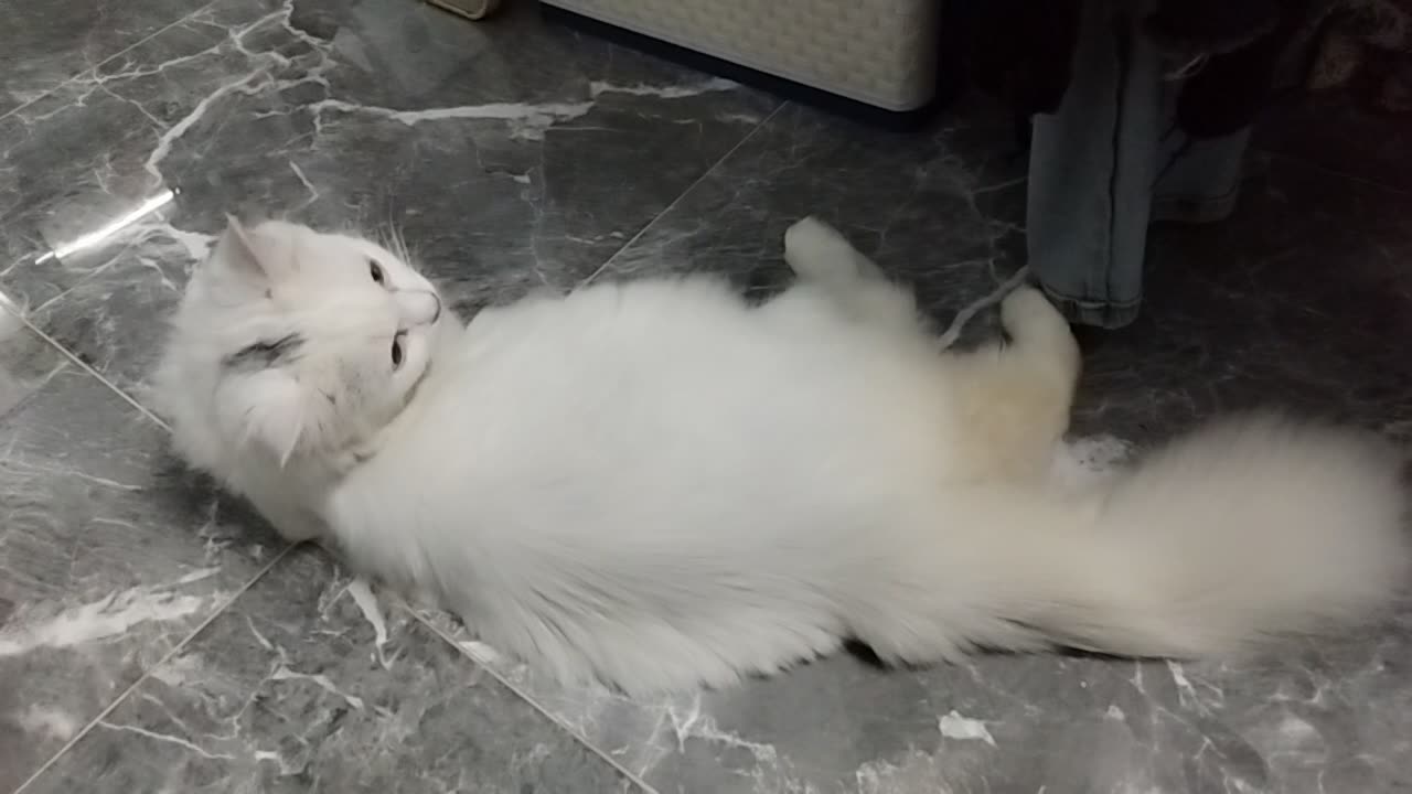 Cat cat