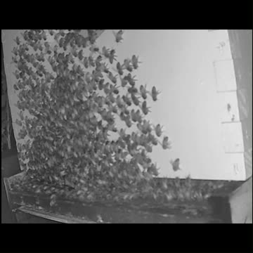 Saturday Morning Peek 2b