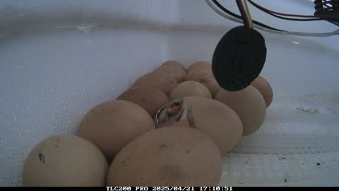 Spring Chicks