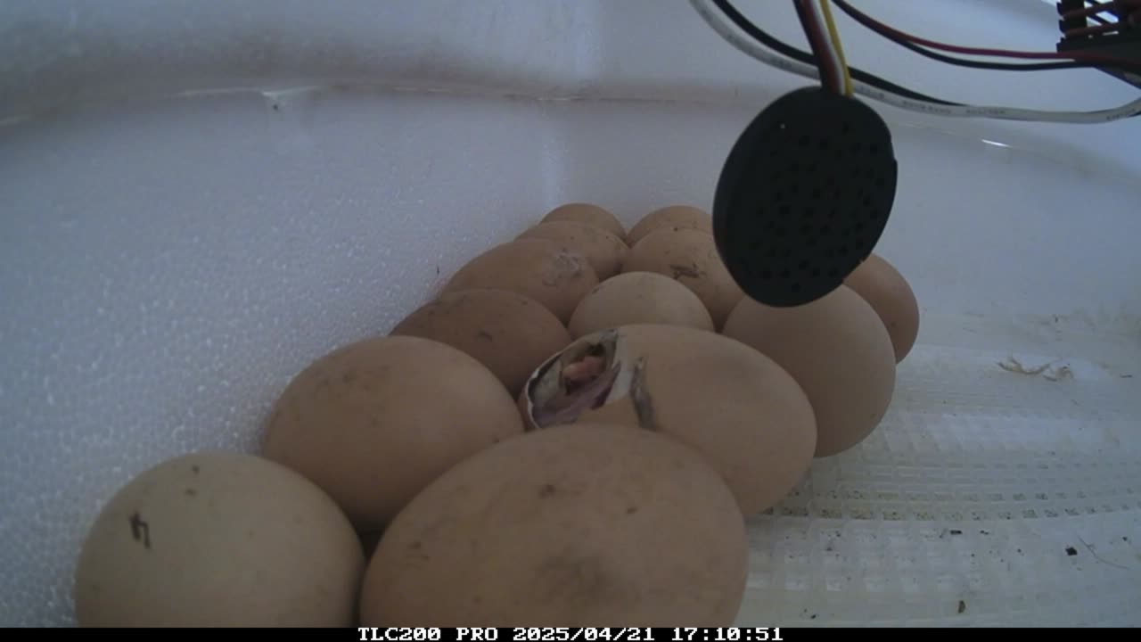 Spring Chicks