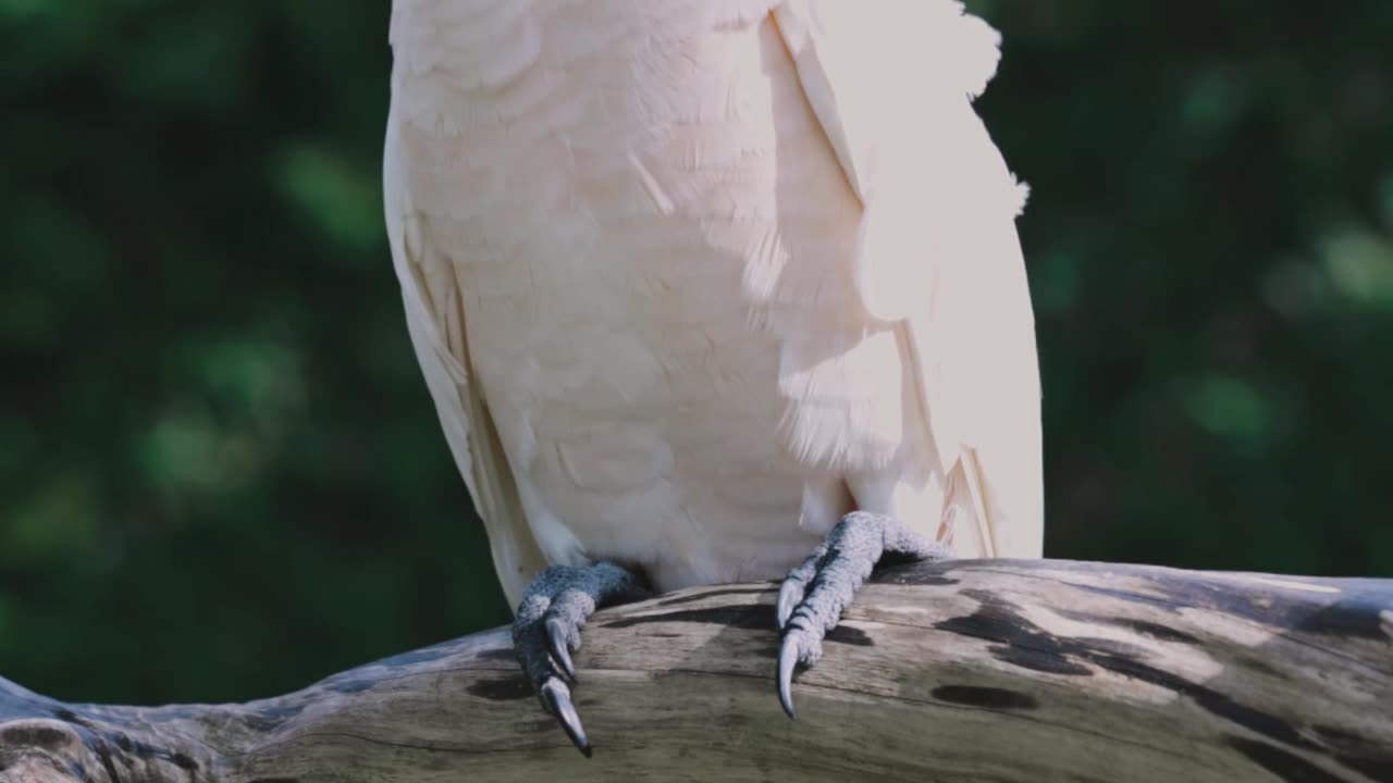 Animal