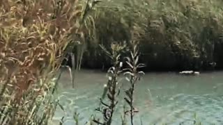Israel country travel 🇮🇱 Tourism in Israel #4 #shorts