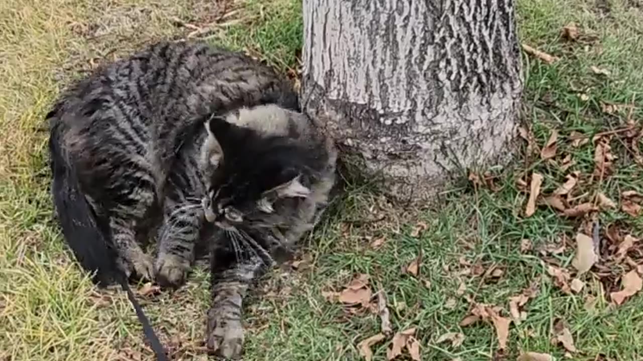 😂🐶 Having a GRAND Time with This Pup! | FunFM