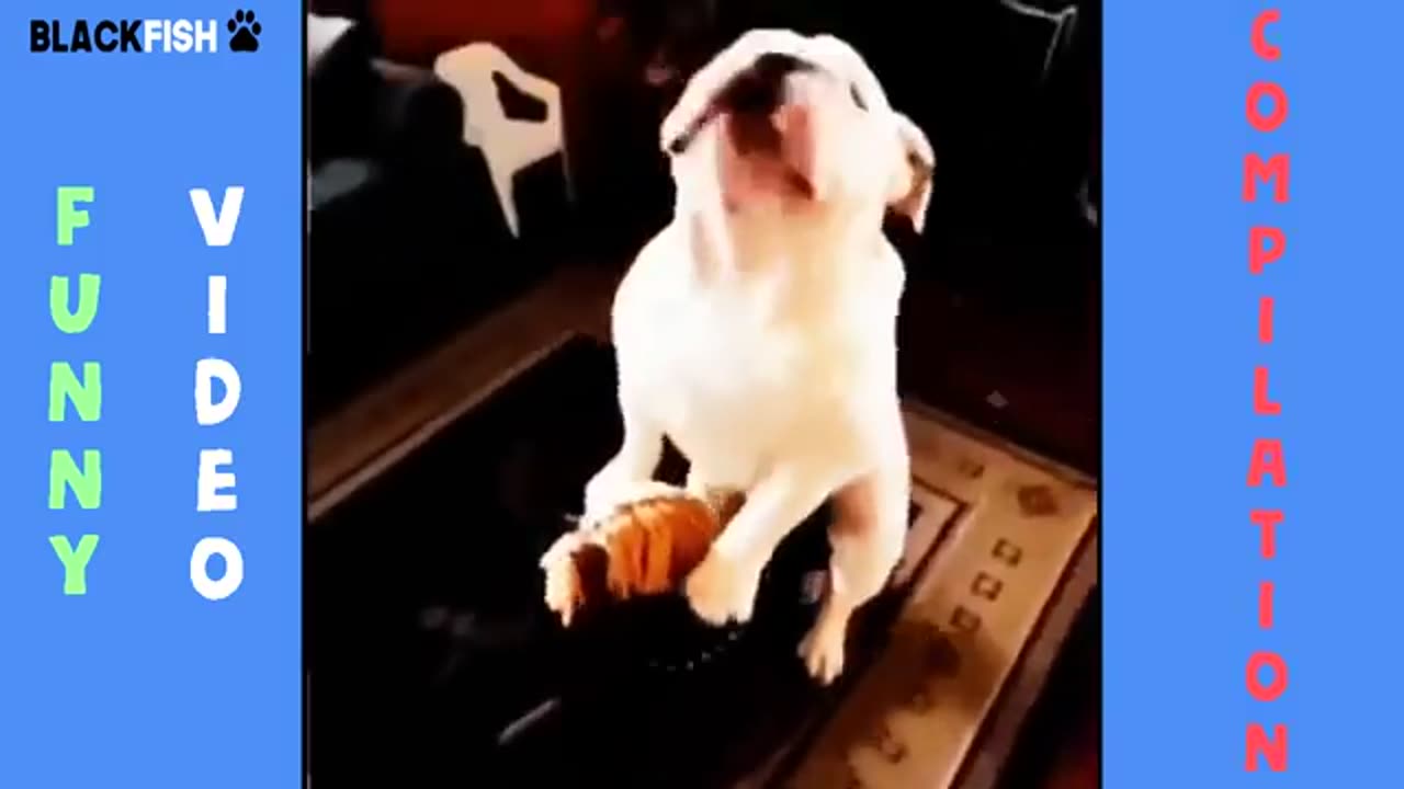 Funny animals - try not to laugh!