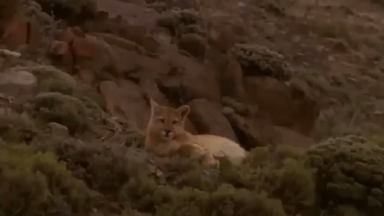 the best of animals attack