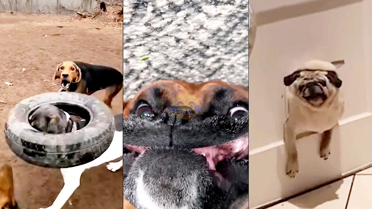 Why We Love Dogs More Than Humans