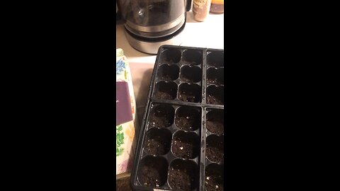 2026 Onion Seeds