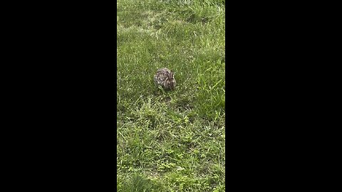 Chill Wild Rabbit