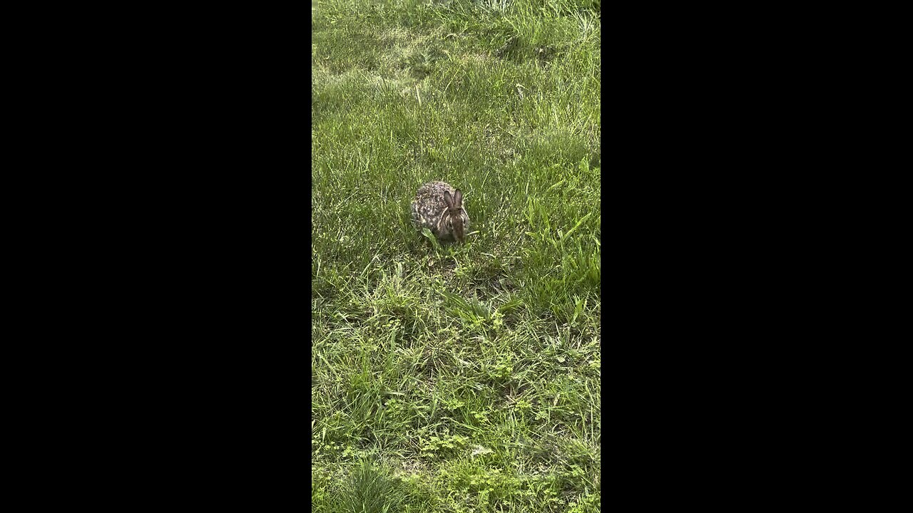 Chill Wild Rabbit