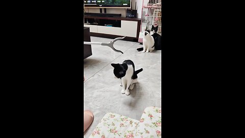 funny cat
