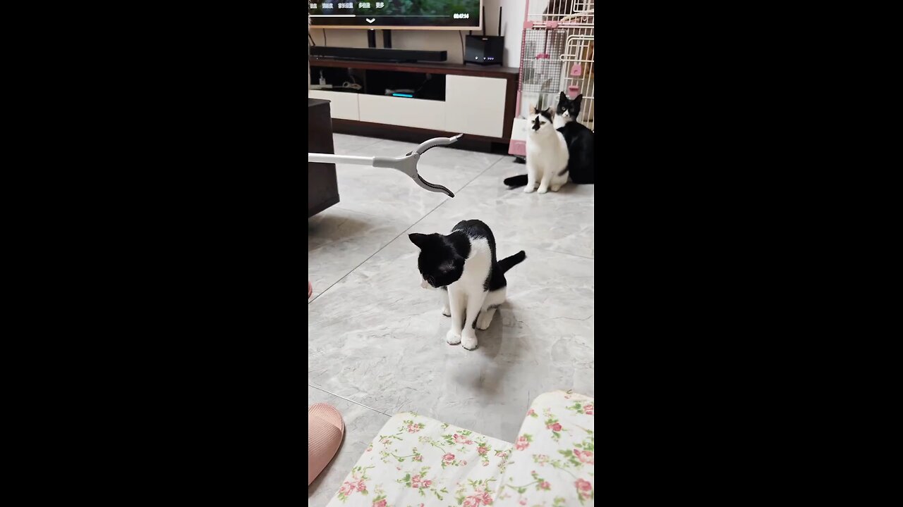 funny cat
