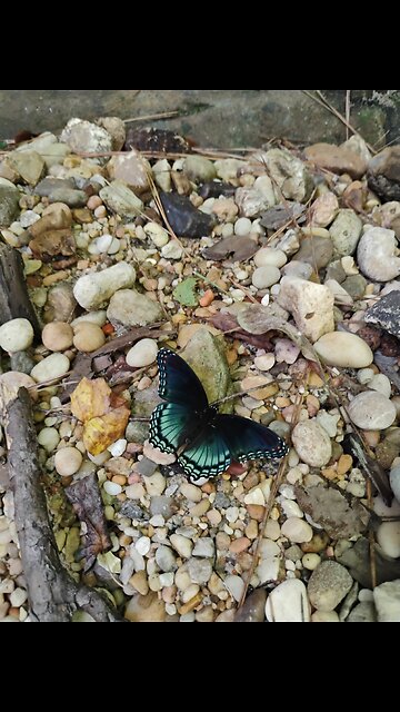 butterfly on the creek bank