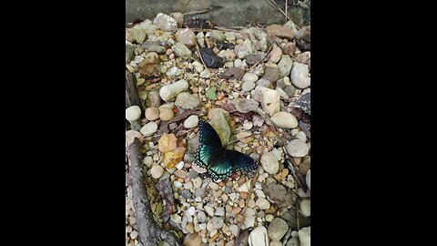 butterfly on the creek bank