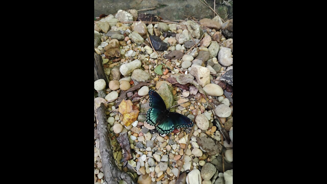 butterfly on the creek bank